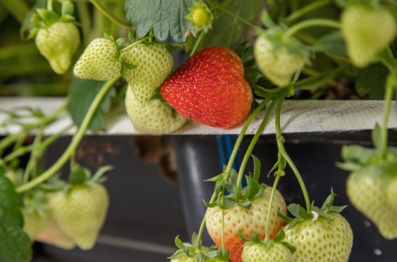 So lässt sich die Weißfleckenkrankheit in Erdbeeren bekämpfen
