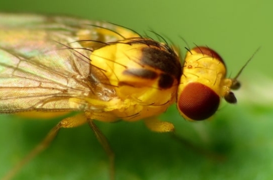 Floridaminierfliege (Liriomyza trifolii) bekämpfen? So geht's