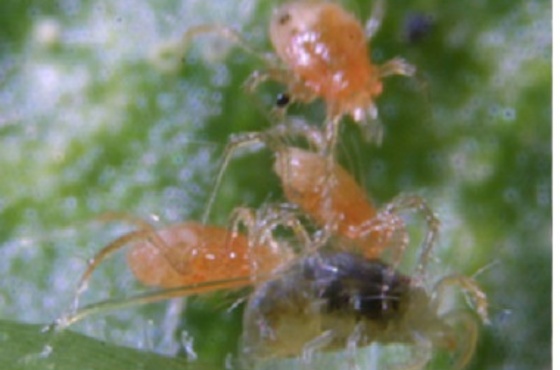Phytoseiulus persimilis als Nützling gegen Spinnmilben