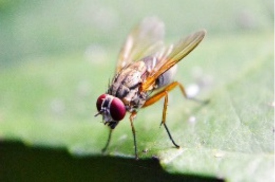 Wie kann man den Kirschessigfliegen (Drosophila suzukii) bekämpfen?