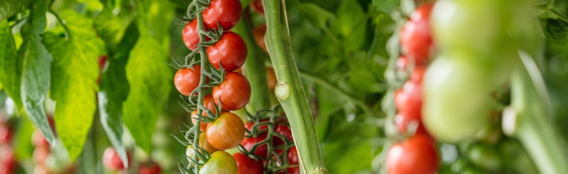 Tomaten Pflanzen