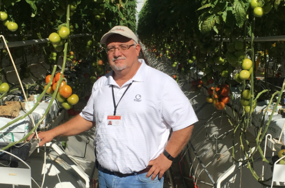 Windset Farms über weniger gerissene Tomatenstiele mit Twinhook