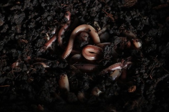 Wie können Würmer die Bodenstruktur verbessern