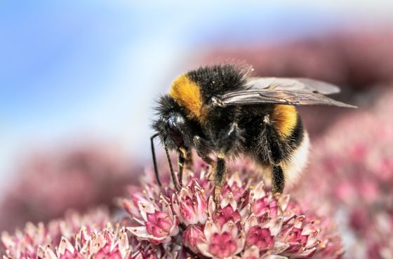 Was ist der Unterschied zwischen Hummeln und Bienen?
