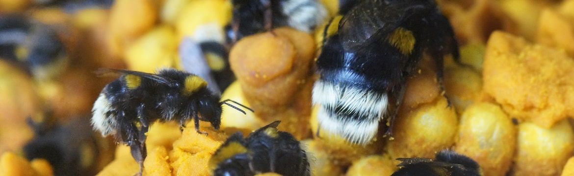 Unterschied Hummeln Bienen