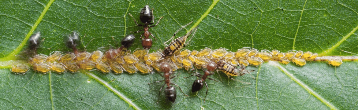 Honingtau Ameisen