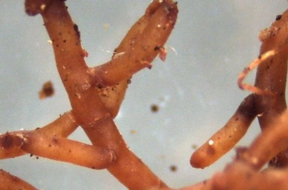Was kann Mykorrhiza Pflanzen unterstützen?