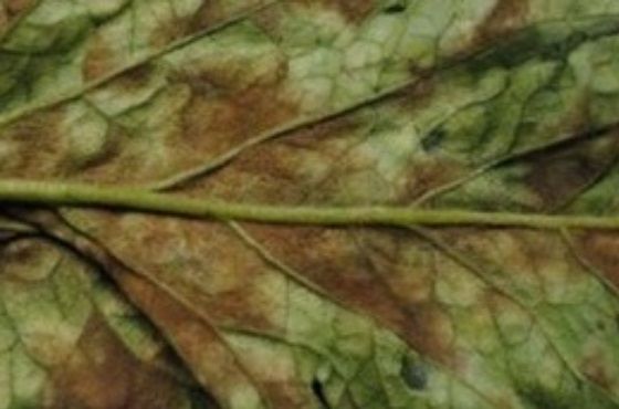 Samtfleckenkrankheit (Cladosporium fulvum)