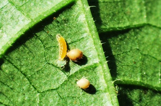 Aphidoletes aphidimyza als Nützling