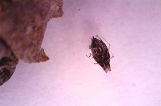 Blattlaus parasitiert von Aphelinus abdominalis