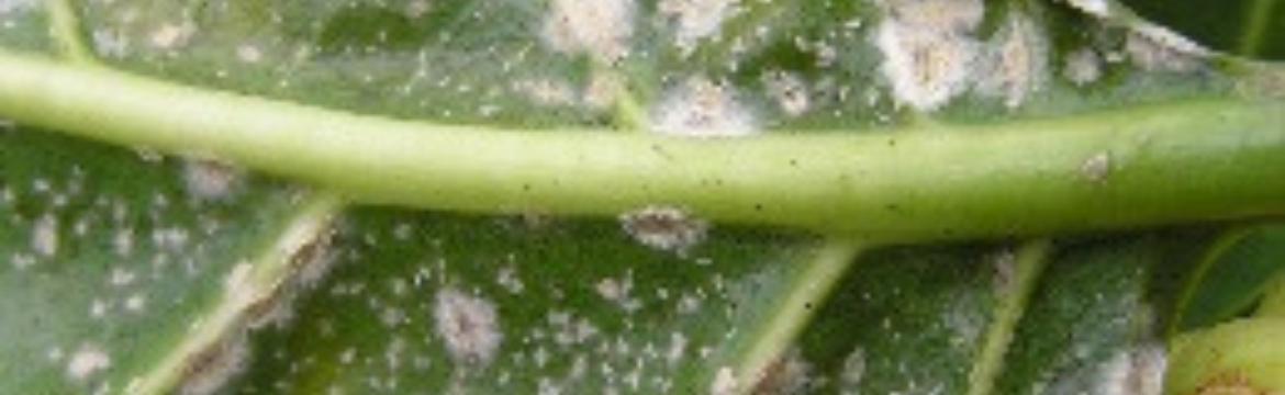 Lecanicillium lecanii