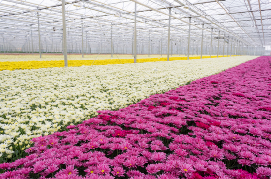 Blumen Gewächshaus Wachstumsregulatoren