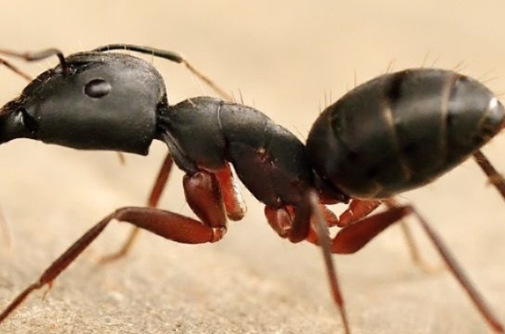 Wie kann man Ameisen im Gewächshaus bekämpfen?