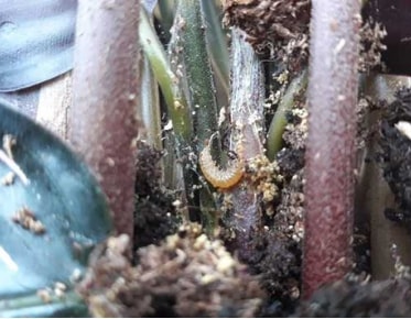 ​​​​​​​​​​​​​​Raupe der Duponchelia fovealis in Calathea    