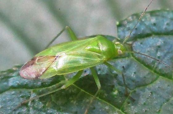 Wie kann man die Grüne Futterwanze (Lygocoris pabulinus) bekämpfen?