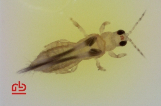Orchideenthrips (Chaetanaphothrips orchidii)