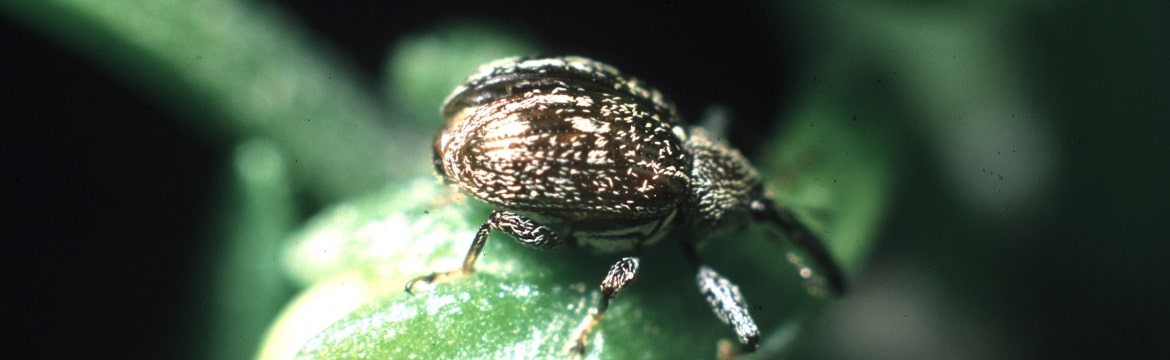 Paprikarüsselkäfer