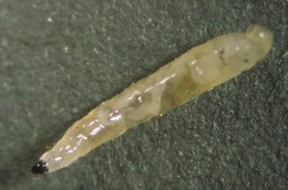 Scaria larve