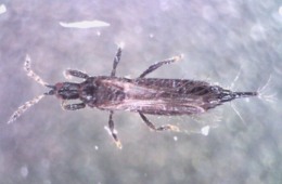 Adulter Thrips