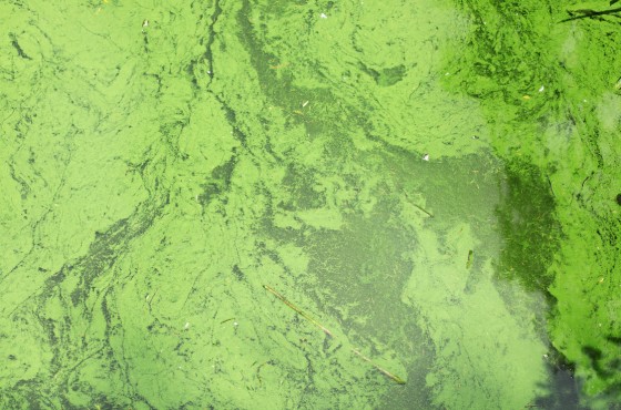 Wie kann man Algen im Wasserbecken vorbeugen und bekämpfen?