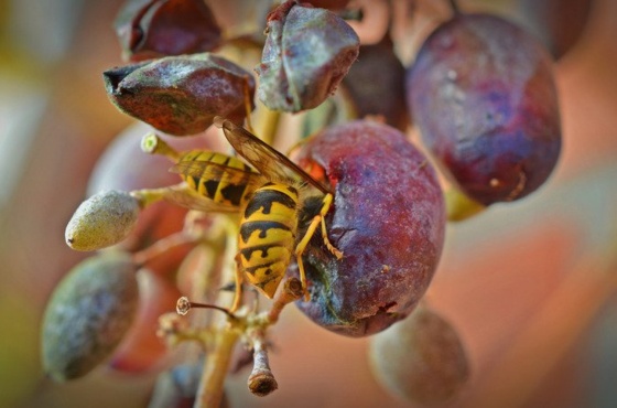 ManZincum schützt Ihre Pflanzen vor Wespen