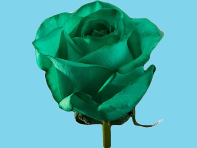 Abs Blumenfarbe Grün (25 kg)