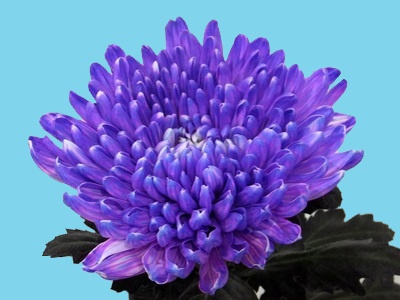 Abs.Flowers Farbe Lavendel/25kg