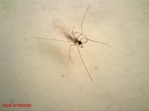 Aphidoletes aphidimyza [1.000/Papierröhre]