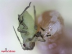 Aphidoletes aphidimyza [1.000/Papierröhre]