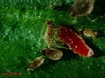 Aphidoletes aphidimyza [10.000/köcher] (BI)