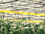 Insekten Fangrolle gelb [dünn] 100m x 30cm (Optiroll)