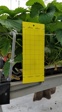 Signaltafel gelb (Insektenfalle) [10x25cm]