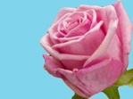 Abs Blumenfarbe Rosa (25 kg)