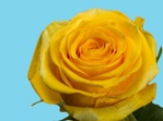 Abs Blumenfarbe Gelb (25 kg)