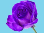 Abs Blumenfarbe Fel Violet (25 kg)