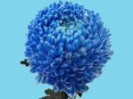 Abs Blumen Farbe Blau/25kg