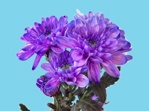 Abs.Blumenfarbe Milka Lila/25kg