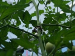 Bio-Tomatenclip 23mm
